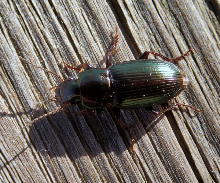 Coleottero verde: Harpalus distinguendus